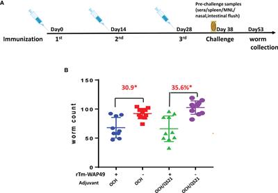 Mucosal Vaccination With Recombinant Tm-WAP49 Protein Induces Protective Humoral and Cellular Immunity Against Experimental Trichuriasis in AKR Mice